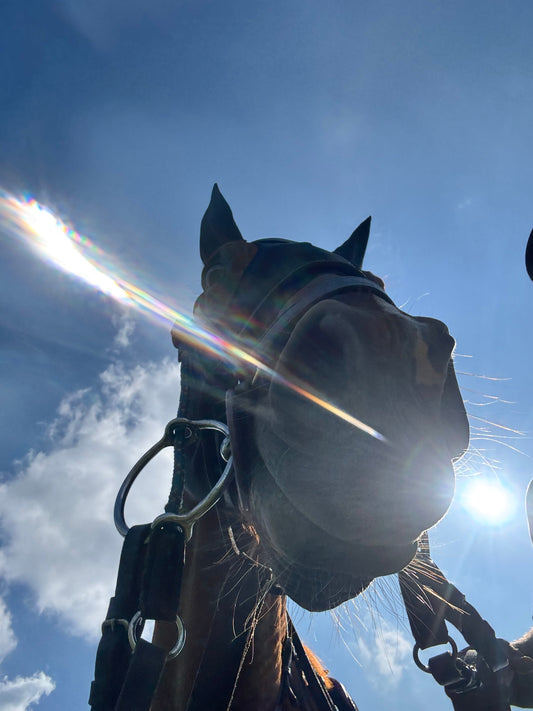 High Society, High Horses – and Real Horsepower: 7 Polo Myths That Just Don’t Hold Up